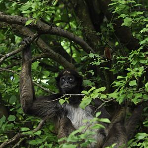 Brown spider monkeys (Ateles hybridus)