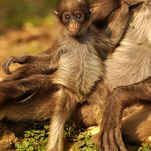 Brown spider monkeys (Ateles hybridus)
