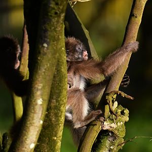 Brown spider monkeys (Ateles hybridus)