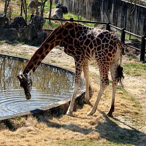 Giraffe drinking water