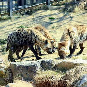 Spotted Hyena clan