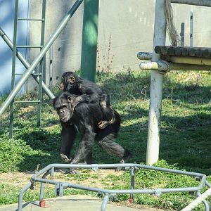 Chimpanzee mother and her young