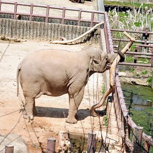 Asian Elephant baby playing with tree branch