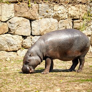 Pygmy Hippopotamus