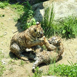 Siberian Tiger cubs playing