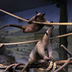 Tamandua pair