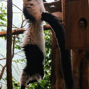 Black-and-white Ruffed Lemur