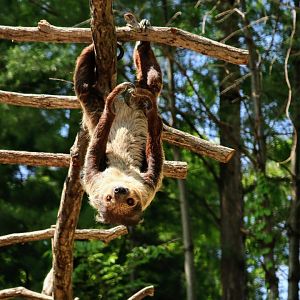Linnaeus's Two-toed Sloth