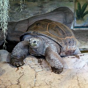 Aldabra Giant Tortoise