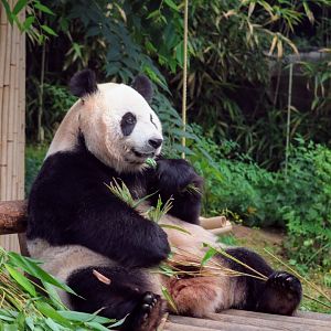 Giant Panda