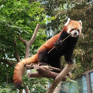 Red Panda