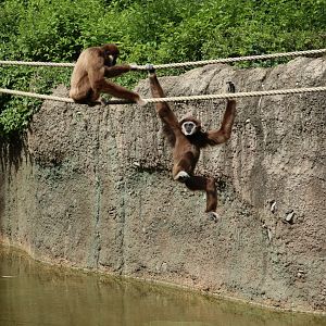 White-handed Gibbons