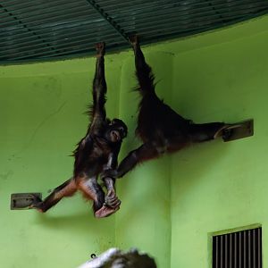 Bornean Orangutan youngs