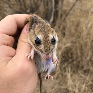 Bushveld Gerbil