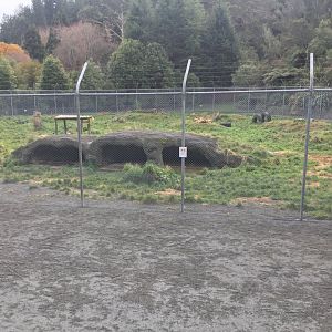 African Lion Exhibit - Main Enclosure