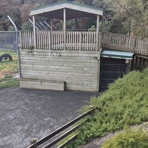 African Lion Exhibit - Night Dens/Observation Deck