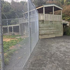 African Lion Exhibit - Night Dens/Observation Deck