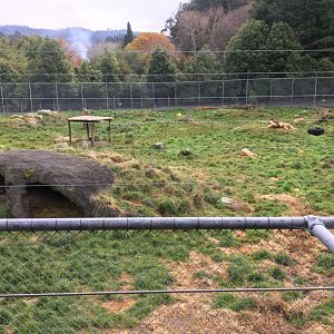 African Lion Exhibit - View From Observation Deck