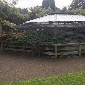 Side View of Lion Cub Exhibit