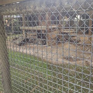 Interior View of Lion Cub Exhibit
