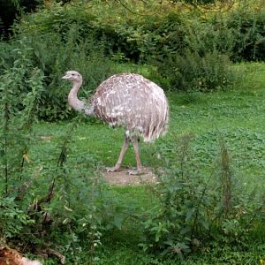Darwins rhea