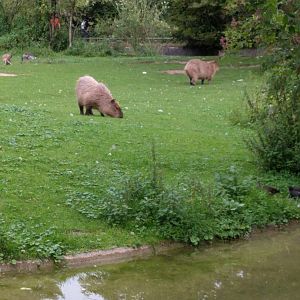 Cabybara in large Mixed South American Enclosure