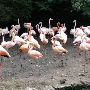Greater and American flamingos