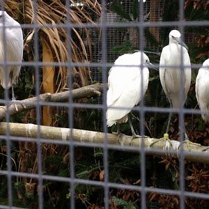 Silky and cattle Egrets