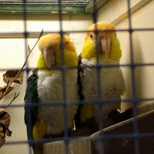 Yellow thighed caiques