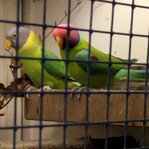 plum Headed Parakeets