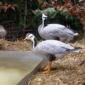 Bar Headed geese