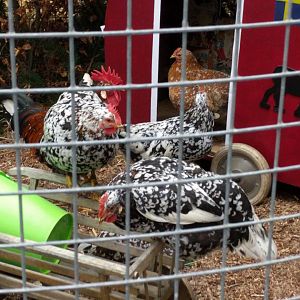 Chicken breed ID