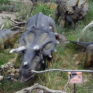 Taken in the Dinosaur Valley West midland safari park on 12 07 2017