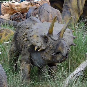 Taken in the Dinosaur Valley West midland safari park on 12 07 2017