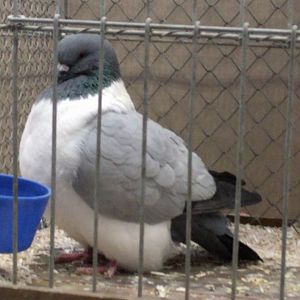 Domestic pidgeon  breed ID
