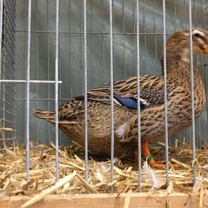 Domestic duck