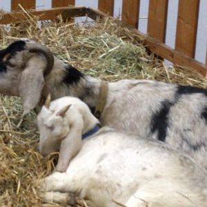 Domestic Sheep breed ID