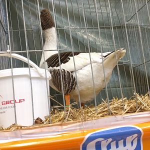 Domestic Goose breed ID