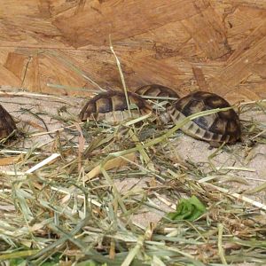 Herrmanns Tortoises