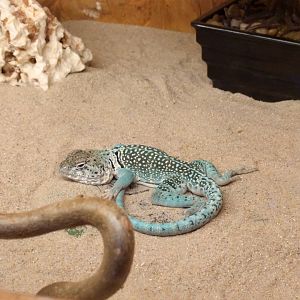 Collared lizard