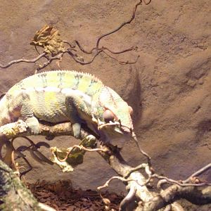Panthers chameleon