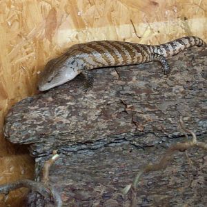 Bluetongue skink