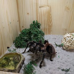 Bird Eating Spider ID