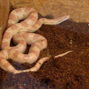 Corn snake