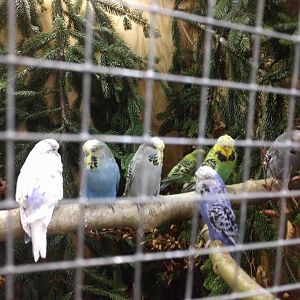 Budgerigars