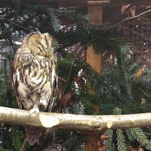 Tawny Owl