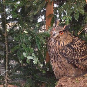 Eurasian Eagle owl