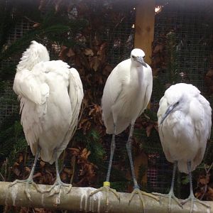 Silky and cattle Egrets