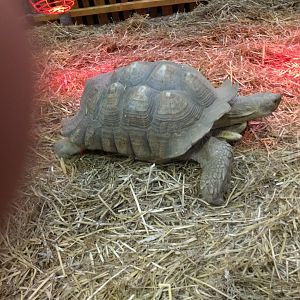 African spurred Tortoise