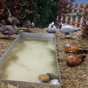 Hawaiian geese, bar Headed geese and ruddy shelducks